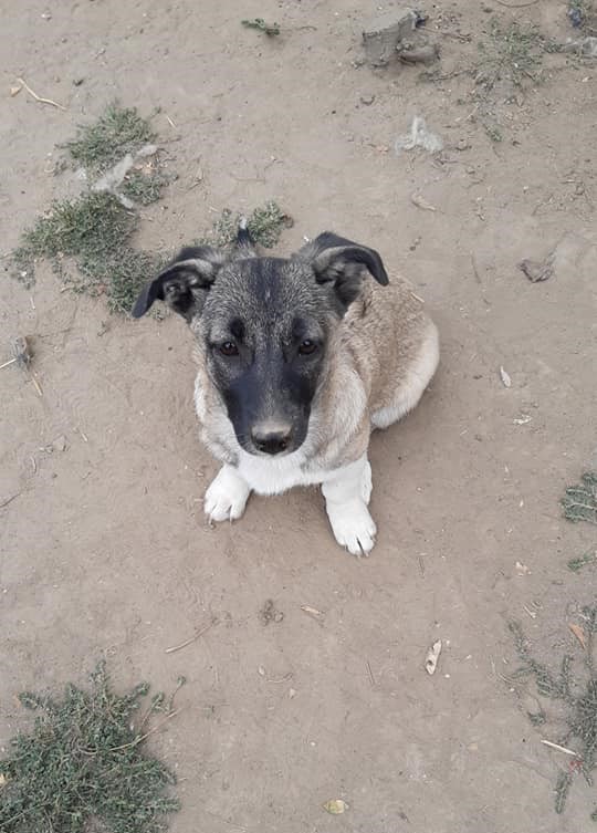 LOLITA - Chiot femelle croisée de petite taille à l'âge adulte - Née environ en Juin 2021 - Refuge de Camelia - Adoptée par Julien en Belgique 24230310