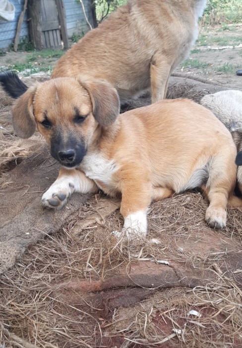 EDEN - Chiot femelle croisée de petite taille à l'âge adulte - Née environ en Juin 2021 - Refuge de Camelia - Réservée via une autre asso 24255210