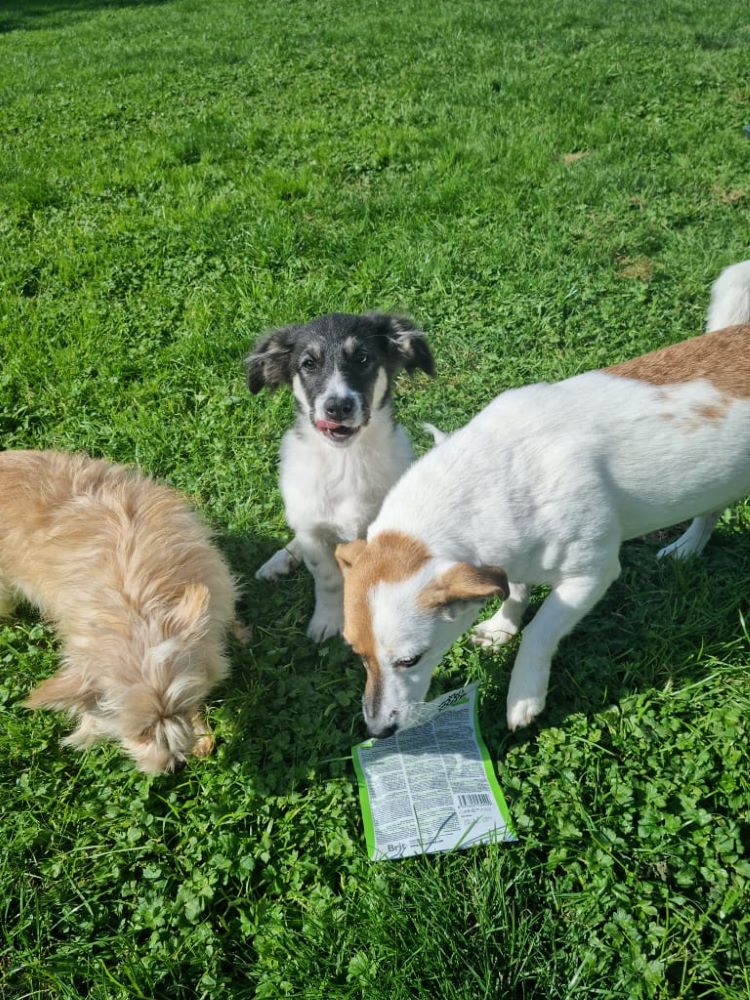 DOLLY - Chiot femelle croisée de taille petite à moyenne à l'âge adulte - Née environ en Avril 2021 - Adoptée par Steve et Véronique en Belgique 24266411