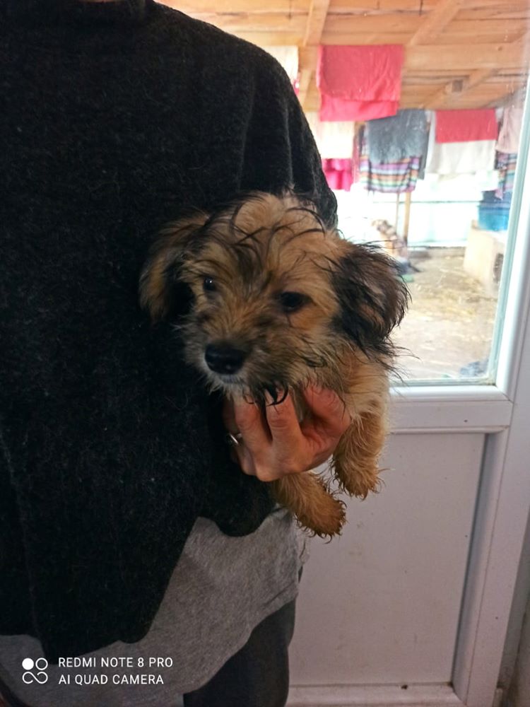 BUDDY - Chiot mâle croisé de petite taille à l'âge adulte - Né environ en Juin 2021 - Refuge de Gabriela - Adopté en Hollande 24728710