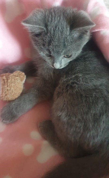 BLUE - Chaton mâle type Bleu Russe - Né environ en Août 2021 - Adopté par Nelly en France  25258012