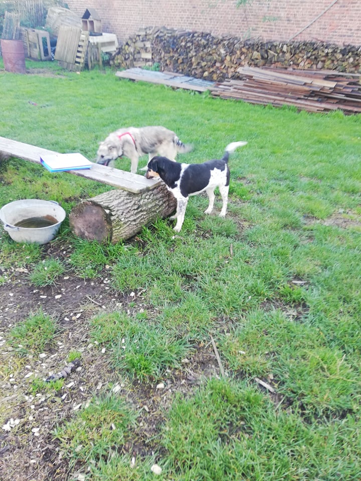 TOM (ex TOTO) - Chiot mâle croisé de taille moyenne à l'âge adulte - Né environ en Mars 2021 - Refuge de Gabriela - Adopté par Sylvie en France 25492510