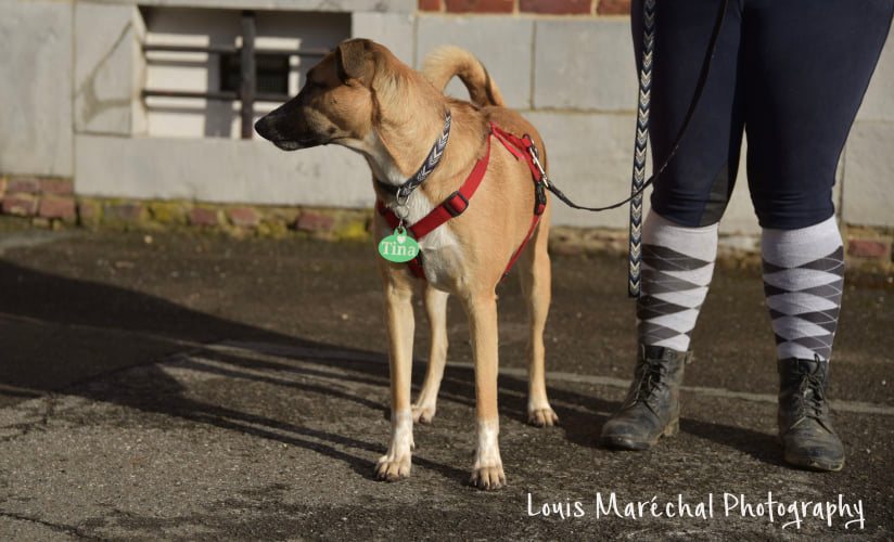 OHANA (CHARLOTTE) - Chiot femelle croisée de taille moyenne à l'âge adulte - Née environ en Juin 2021 - Adoptée par Wyna en Belgique 25791510