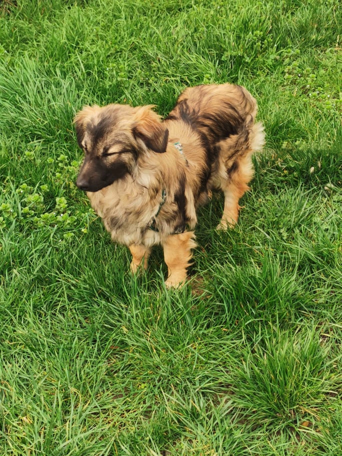 TOBY (ex SAVALOU-Teki) - Chiot mâle croisé de taille petite à moyenne à l'âge adulte - Né environ en Juillet 2021 - Refuge de Camelia - Adopté par Nelly en France 25929212