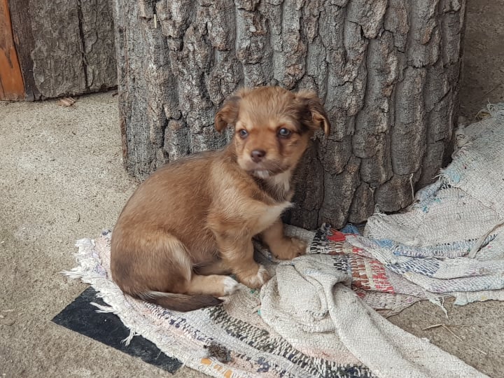 MERRY - Chiot femelle croisée de petite taille à l'âge adulte - Née environ en Septembre 2021 - Adoptée par Audrey en Belgique  26217213