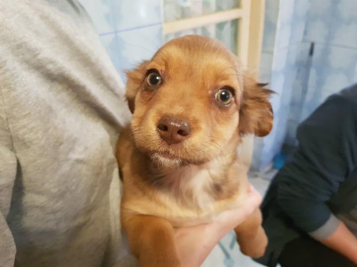 MERRY - Chiot femelle croisée de petite taille à l'âge adulte - Née environ en Septembre 2021 - Adoptée par Audrey en Belgique  26645710