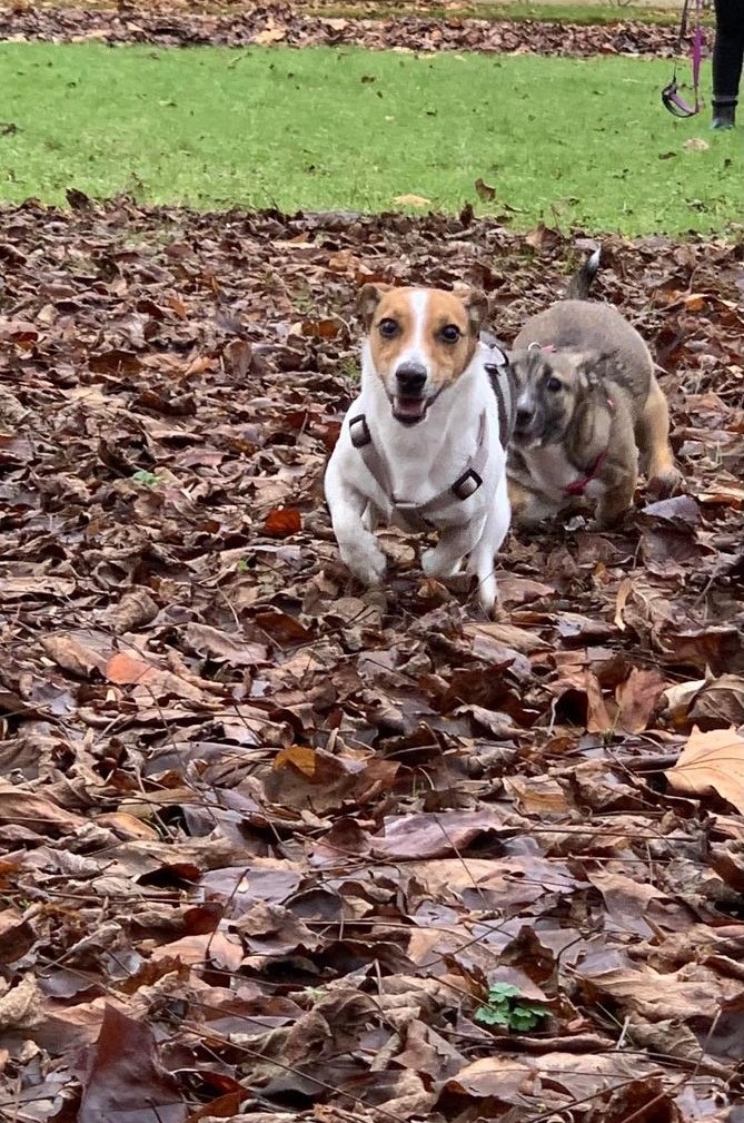 MAYA (ex MILKA) - Chiot femelle croisée de petite taille à l'âge adulte - Née environ en Juin 2021 - Refuge de Camelia - Adoptée par Elisa en France 26774910