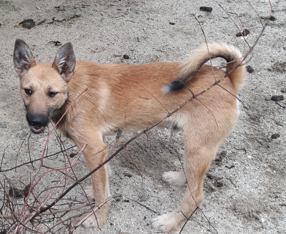 ARCHIEBALD - Mâle croisé de petite taille (9 à 10 kg) - Né environ en 2020 - Refuge de Luminita 26797512