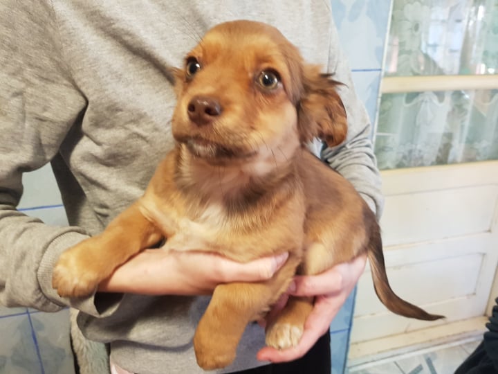 MERRY - Chiot femelle croisée de petite taille à l'âge adulte - Née environ en Septembre 2021 - Adoptée par Audrey en Belgique  26926210