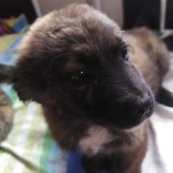 ROMY (ex JASKIER) - Chiot mâle croisé de petite taille à l'âge adulte - Né environ en Septembre 2021 - Refuge de Monica - Adopté par Hélène en France  26938714