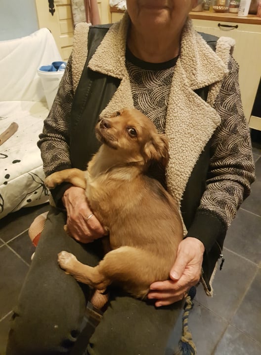 MERRY - Chiot femelle croisée de petite taille à l'âge adulte - Née environ en Septembre 2021 - Adoptée par Audrey en Belgique  27124710