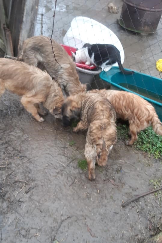 TOBY (ex SAVALOU-Teki) - Chiot mâle croisé de taille petite à moyenne à l'âge adulte - Né environ en Juillet 2021 - Refuge de Camelia - Adopté par Nelly en France 27160314