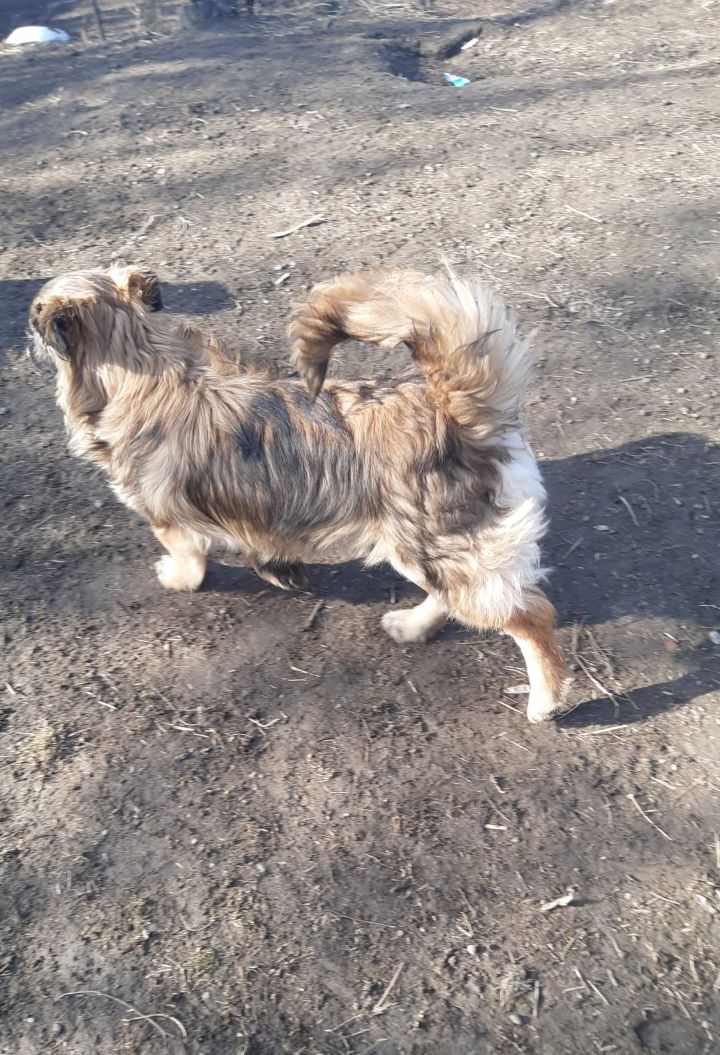 TOBY (ex SAVALOU-Teki) - Chiot mâle croisé de taille petite à moyenne à l'âge adulte - Né environ en Juillet 2021 - Refuge de Camelia - Adopté par Nelly en France 27175111