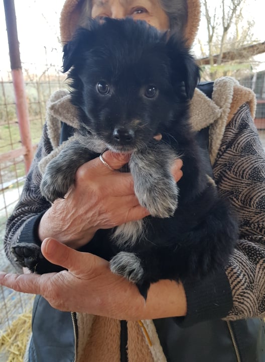 OPALE - Chiot femelle croisée de taille moyenne à l'âge adulte - Née environ en Octobre 2021 - Adoptée par Alicia en France 27183712