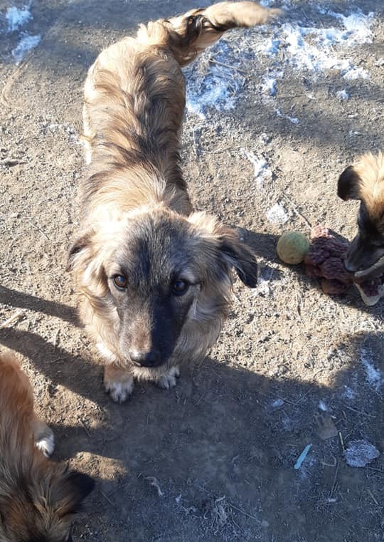 TOBY (ex SAVALOU-Teki) - Chiot mâle croisé de taille petite à moyenne à l'âge adulte - Né environ en Juillet 2021 - Refuge de Camelia - Adopté par Nelly en France 27228110