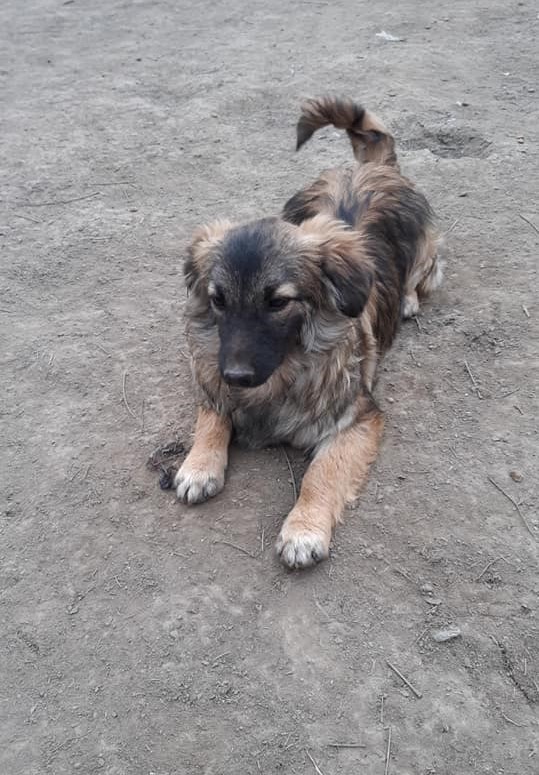 TOBY (ex SAVALOU-Teki) - Chiot mâle croisé de taille petite à moyenne à l'âge adulte - Né environ en Juillet 2021 - Refuge de Camelia - Adopté par Nelly en France 27276210