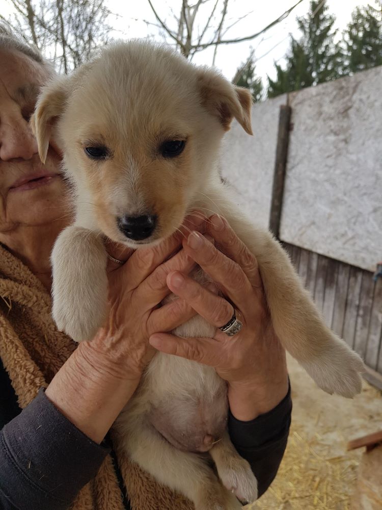 MIEL - Chiot mâle croisé de petite taille à l'âge adulte - Né environ en Décembre 2021 - Adopté par Benjamin en France 27400510