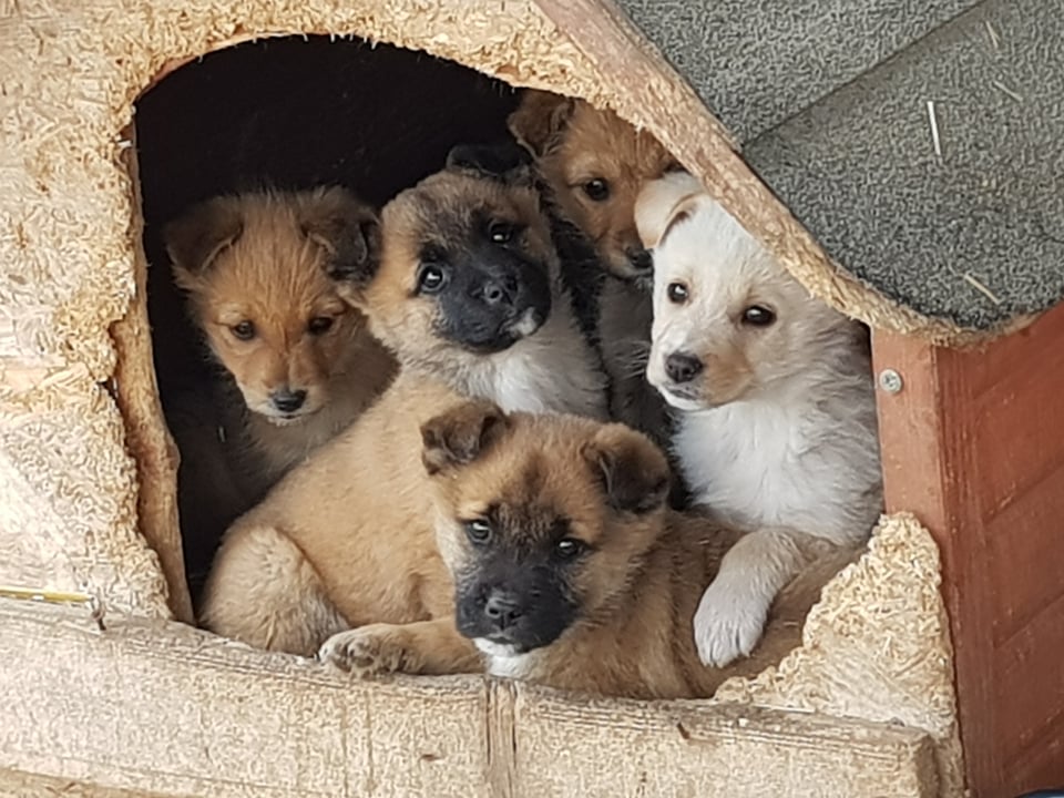 MARVEL (ex CARAMEL) - Chiot mâle croisé de petite taille à l'âge adulte - Adopté par Aurélie en Belgique 27412613