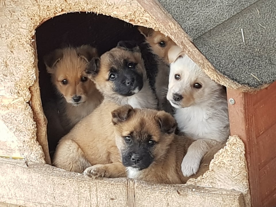 MIEL - Chiot mâle croisé de petite taille à l'âge adulte - Né environ en Décembre 2021 - Adopté par Benjamin en France 27419714