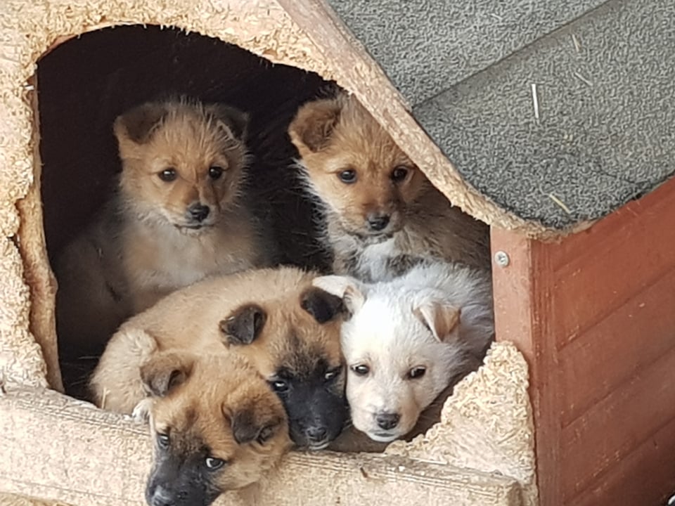 MARVEL (ex CARAMEL) - Chiot mâle croisé de petite taille à l'âge adulte - Adopté par Aurélie en Belgique 27420313