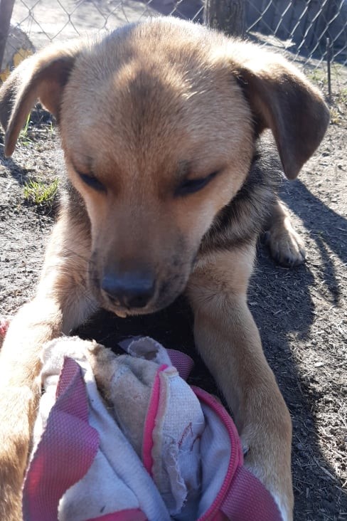 MIRO - Mâle croisé de taille petite à moyenne (8 kg) - Né environ en Mars 2021 - Refuge de Camelia - Adopté par Amélie en France 27422610