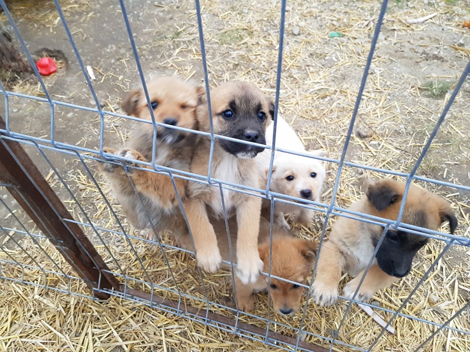 MARVEL (ex CARAMEL) - Chiot mâle croisé de petite taille à l'âge adulte - Adopté par Aurélie en Belgique 27424614