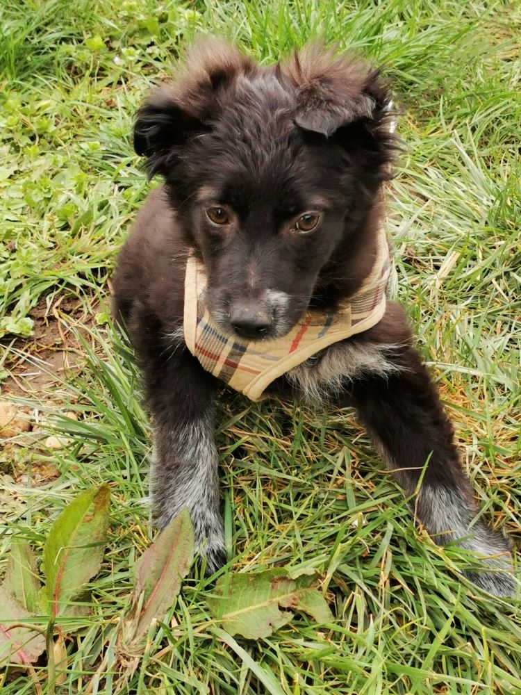 OPALE - Chiot femelle croisée de taille moyenne à l'âge adulte - Née environ en Octobre 2021 - Adoptée par Alicia en France 27435312