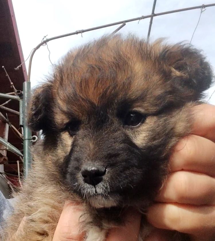 MINNIE - Chiot femelle croisée de petite taille à l'âge adulte - Née environ en Décembre 2021 - Refuge de Mihaela - Adoptée par Michel en Belgique  27436111