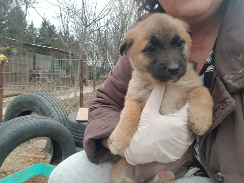 CANNELLE - Chiot femelle croisée de petite taille à l'âge adulte - Née environ en Décembre 2021 - Adoptée par Concetta en Belgique  27438111