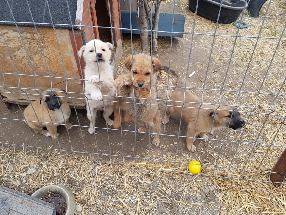 CANNELLE - Chiot femelle croisée de petite taille à l'âge adulte - Née environ en Décembre 2021 - Adoptée par Concetta en Belgique  27438210