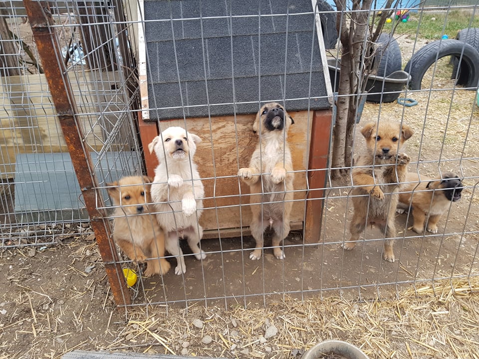 CANNELLE - Chiot femelle croisée de petite taille à l'âge adulte - Née environ en Décembre 2021 - Adoptée par Concetta en Belgique  27438211