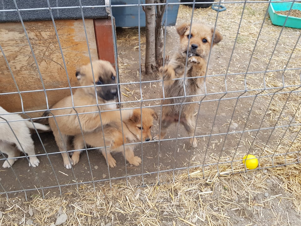 CREME - Chiot femelle croisée de petite taille à l'âge adulte - Née environ en Décembre 2021 - Adoptée par Martine en Belgique 27440312