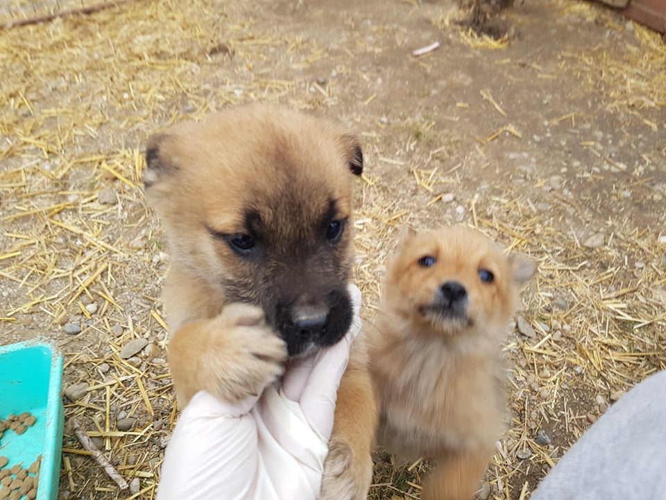 MARVEL (ex CARAMEL) - Chiot mâle croisé de petite taille à l'âge adulte - Adopté par Aurélie en Belgique 27441310