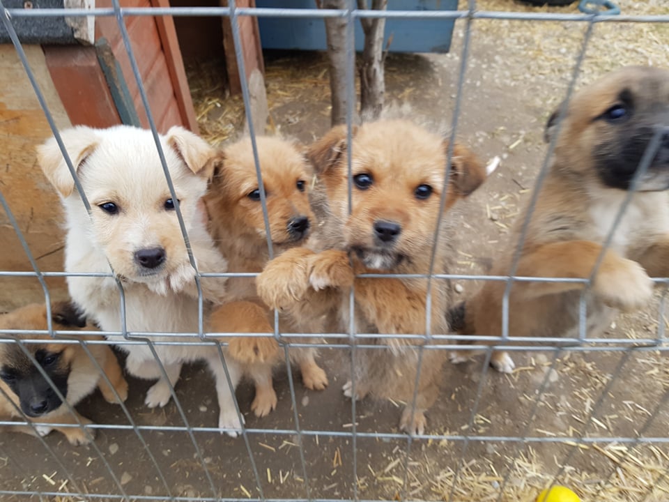 CREME - Chiot femelle croisée de petite taille à l'âge adulte - Née environ en Décembre 2021 - Adoptée par Martine en Belgique 27450313