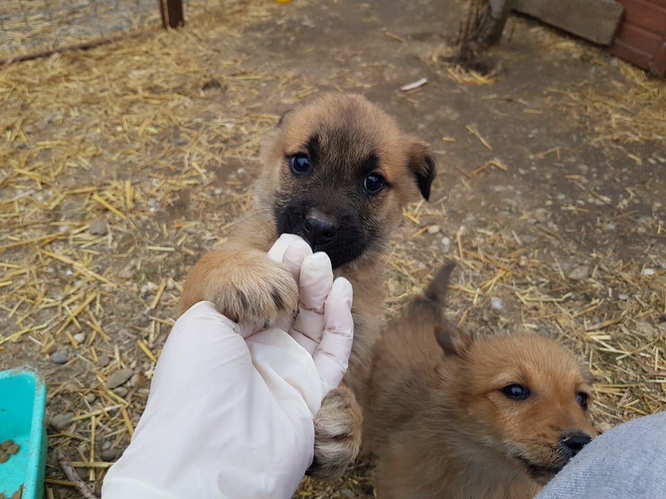 MARVEL (ex CARAMEL) - Chiot mâle croisé de petite taille à l'âge adulte - Adopté par Aurélie en Belgique 27451610