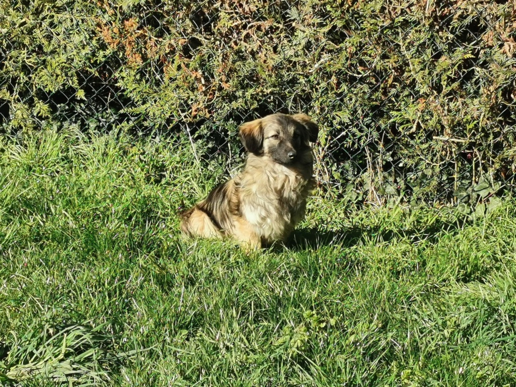 TOBY (ex SAVALOU-Teki) - Chiot mâle croisé de taille petite à moyenne à l'âge adulte - Né environ en Juillet 2021 - Refuge de Camelia - Adopté par Nelly en France 27458211