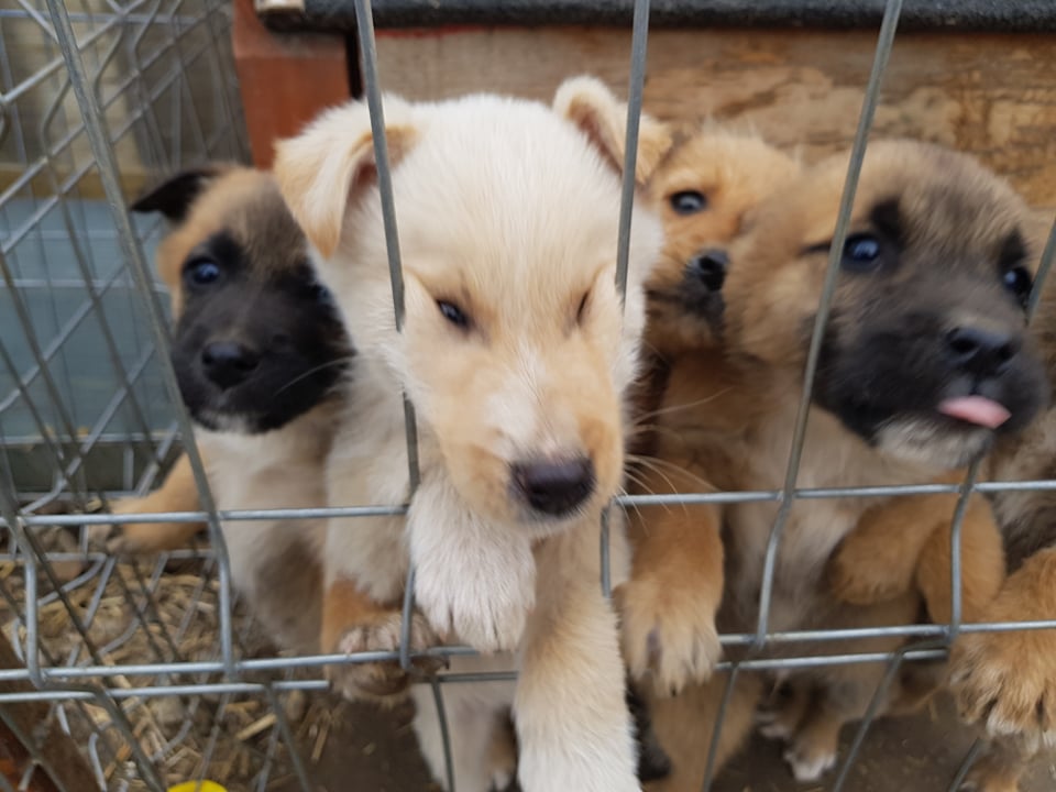 MIEL - Chiot mâle croisé de petite taille à l'âge adulte - Né environ en Décembre 2021 - Adopté par Benjamin en France 27464811