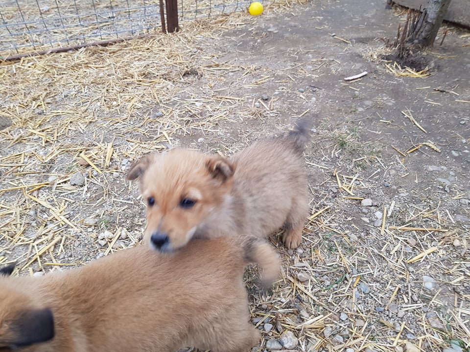 CREME - Chiot femelle croisée de petite taille à l'âge adulte - Née environ en Décembre 2021 - Adoptée par Martine en Belgique 27465714