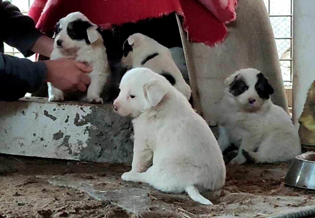 USHI (ex PANDA) - Chiot femelle croisée de taille moyenne à grande à l'âge adulte - Née environ en Janvier 2022 - Refuge de Mihaela - Adoptée par Margaux en Belgique 27467112