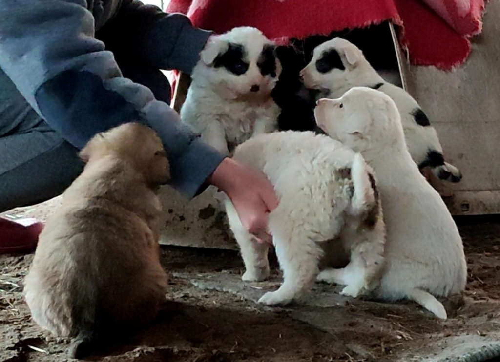 DOLCE - Chiot femelle croisée de taille moyenne à grande à l'âge adulte - Née environ en Janvier 2022 - Refuge de Mihaela - Adoptée par Murielle en Belgique  27470110