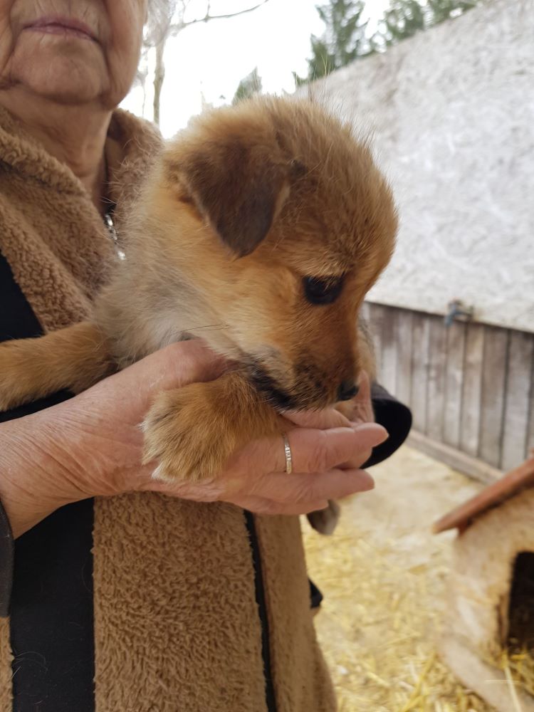 VANILLE - Chiot femelle croisée de petite taille à l'âge adulte - Née environ en Décembre 2021 - Adoptée par Marie en France 27471611