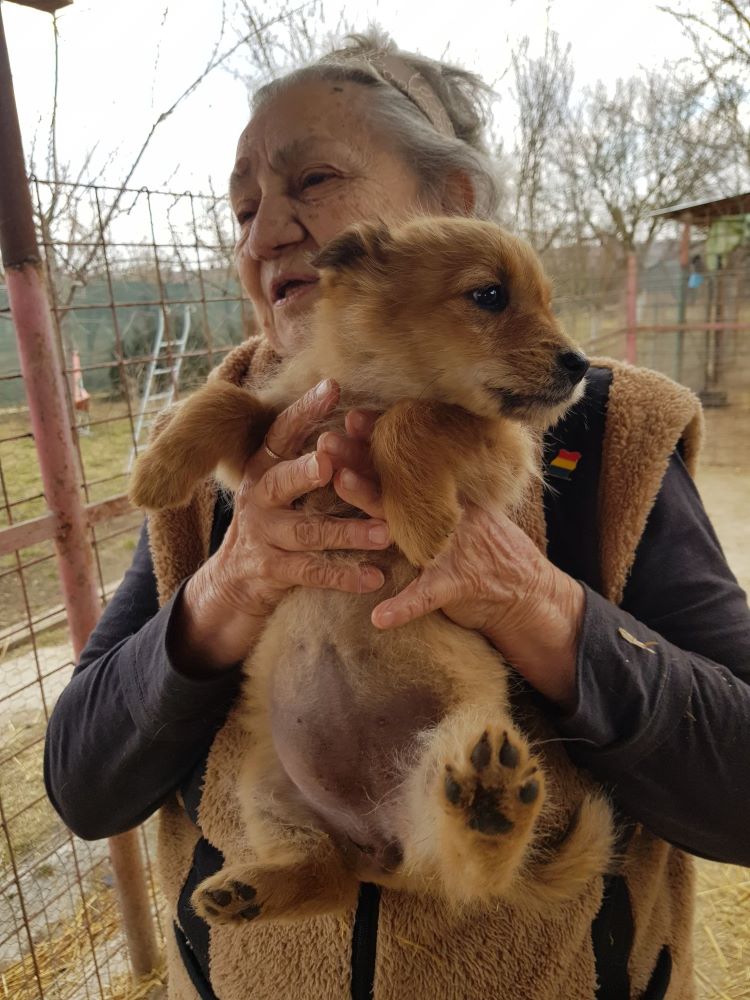 CREME - Chiot femelle croisée de petite taille à l'âge adulte - Née environ en Décembre 2021 - Adoptée par Martine en Belgique 27472611