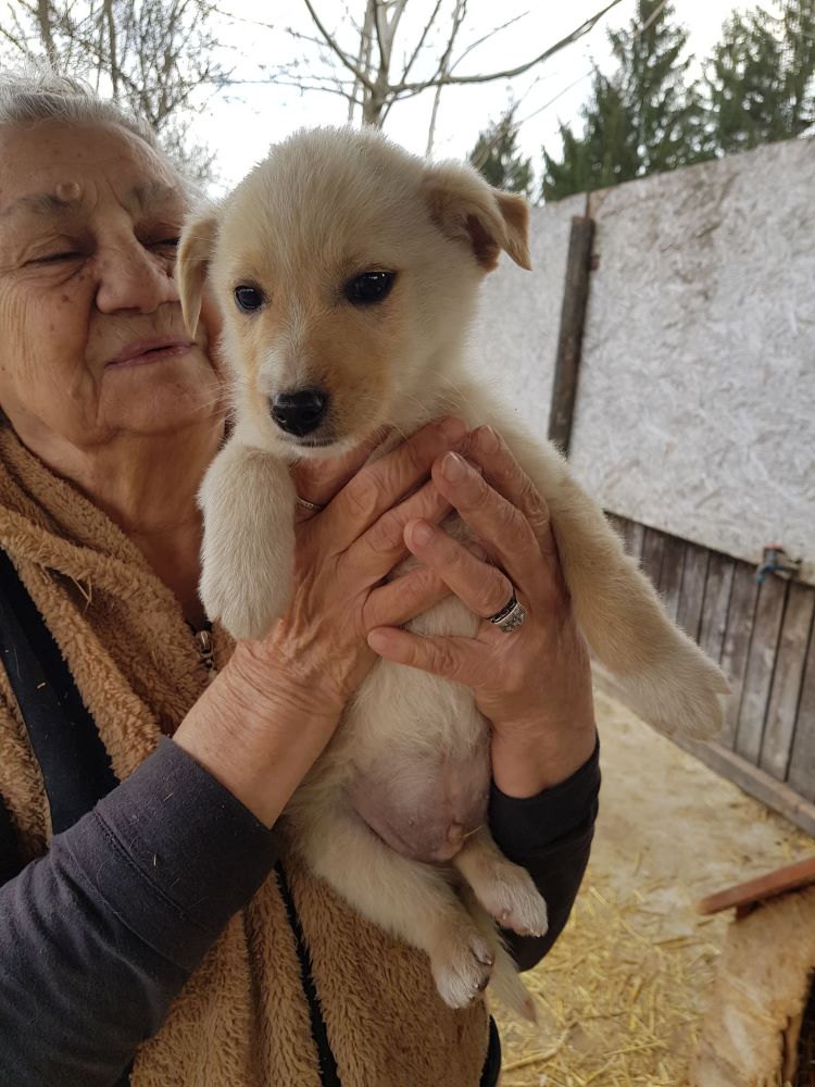 MIEL - Chiot mâle croisé de petite taille à l'âge adulte - Né environ en Décembre 2021 - Adopté par Benjamin en France 27478710