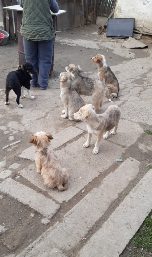 TENGO (ex COQUELICOT) - Chiot mâle croisé de taille moyenne à l'âge adulte - Né environ en Novembre 2021 - Refuge de Camelia - Adopté par Clémentine en France  27490611