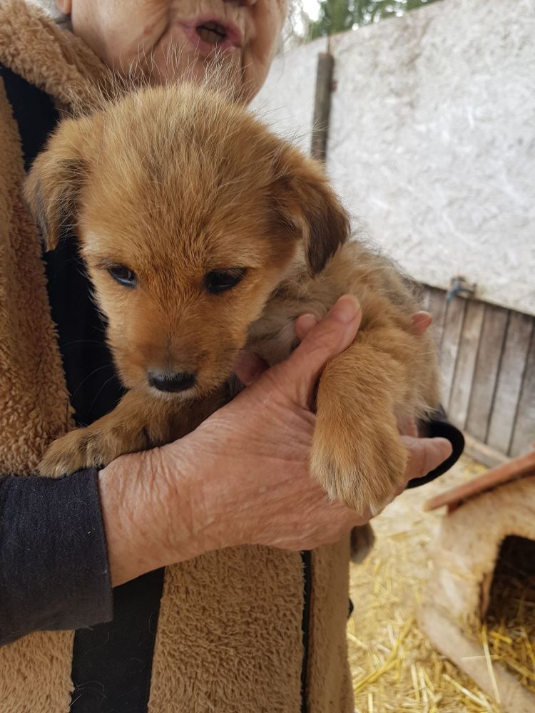 VANILLE - Chiot femelle croisée de petite taille à l'âge adulte - Née environ en Décembre 2021 - Adoptée par Marie en France 27494310