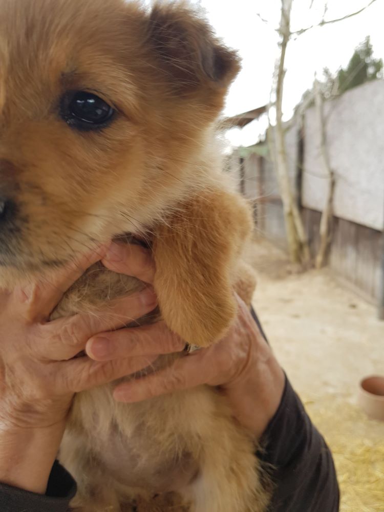 CREME - Chiot femelle croisée de petite taille à l'âge adulte - Née environ en Décembre 2021 - Adoptée par Martine en Belgique 27510111