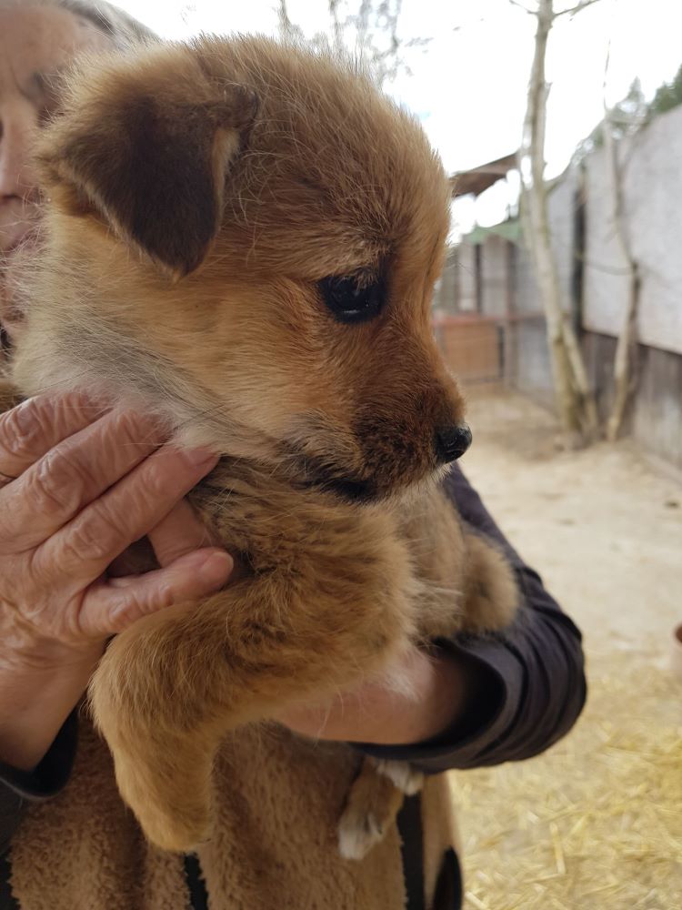 VANILLE - Chiot femelle croisée de petite taille à l'âge adulte - Née environ en Décembre 2021 - Adoptée par Marie en France 27515110