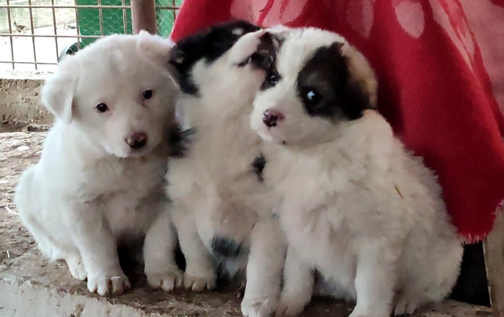 USHI (ex PANDA) - Chiot femelle croisée de taille moyenne à grande à l'âge adulte - Née environ en Janvier 2022 - Refuge de Mihaela - Adoptée par Margaux en Belgique 27522610