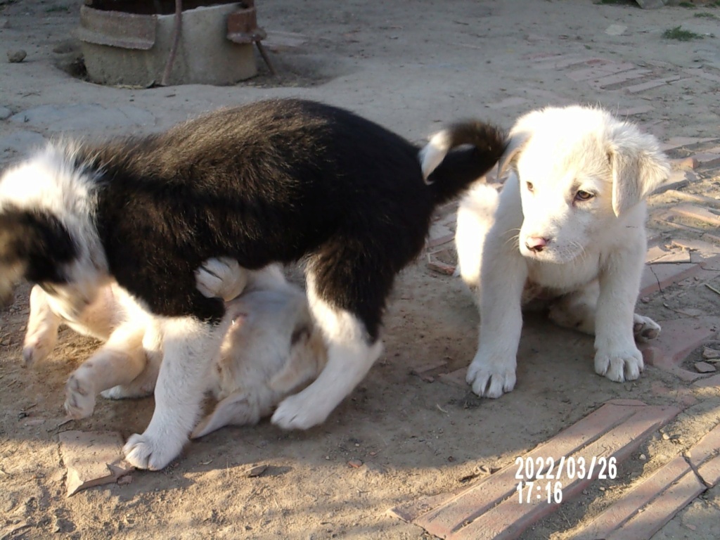 TESS (ex BLANCHE) - Chiot femelle croisée de taille moyenne à grande à l'âge adulte - Née environ en Janvier 2022 - Refuge de Mihaela - Adoptée par Élisabeth en France 27630710