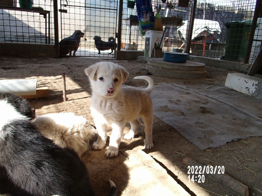 TESS (ex BLANCHE) - Chiot femelle croisée de taille moyenne à grande à l'âge adulte - Née environ en Janvier 2022 - Refuge de Mihaela - Adoptée par Élisabeth en France 27709811